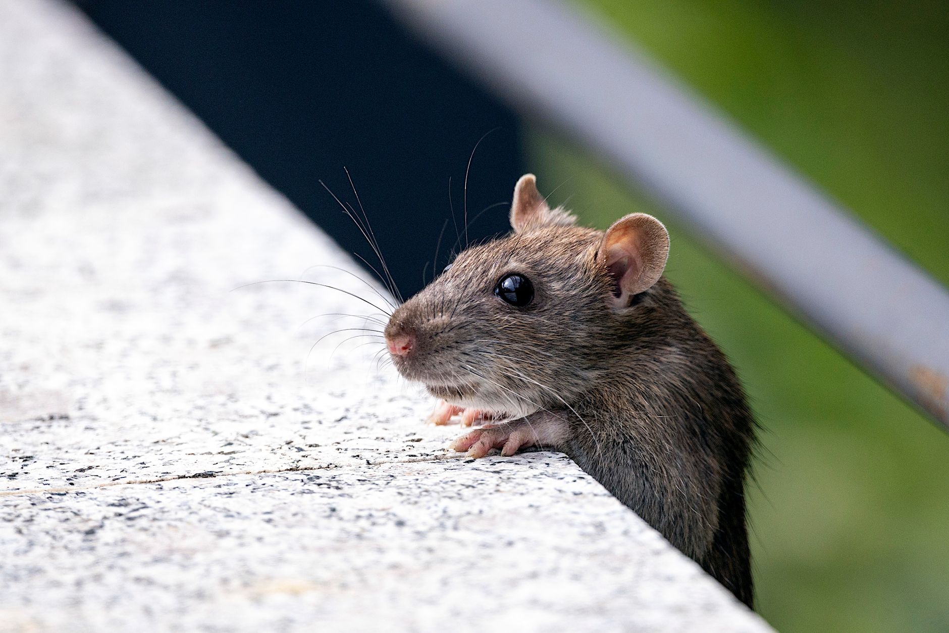 Désinsectisation dératisation à Hazebrouck